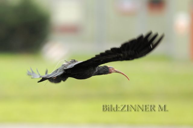 Ibis eremita! Geronticus eremita